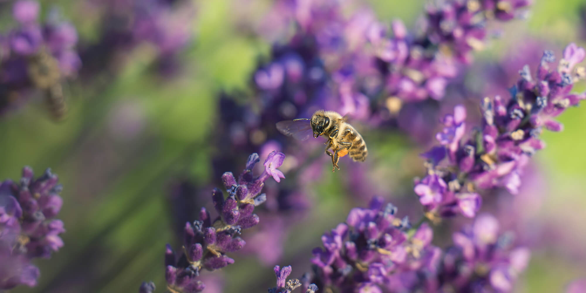 Βιολογική Γεωργία